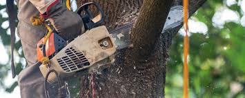 How Our Tree Care Process Works  in  Elverson, PA