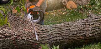 Best Emergency Tree Removal  in Elverson, PA