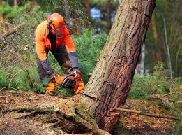 Best Root Management and Removal  in Elverson, PA