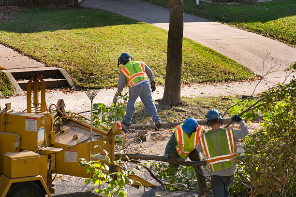 Best Storm Damage Tree Cleanup  in Elverson, PA